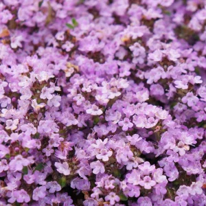 60 Stuks Kruiptijm Purple Beauty