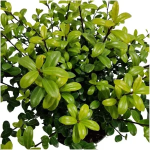 6x Japanse Hulst, De Perfecte Buxusvervanger, Groene Haag, Ilex crenata Jenny