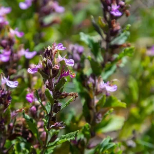 6x Teucrium lucidrys