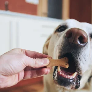 9 soorten hondensnacks | Welke snack kies je voor je hond?