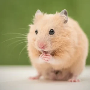 Aanschaf van een knaagdier | Welk knaagdier past bij mij?