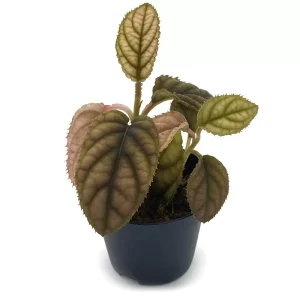Acranthera sp Vietnam