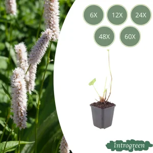 Adderwortel ‘Superba’