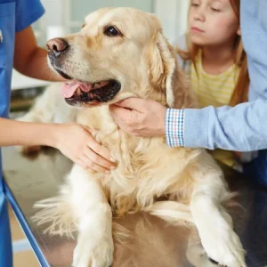Ademhalingsproblemen bij hond, kat en paard