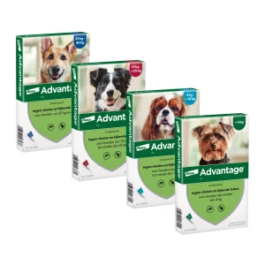 Advantage Hond