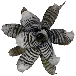 Aechmea Chantinii Black Select x Black Ebony
