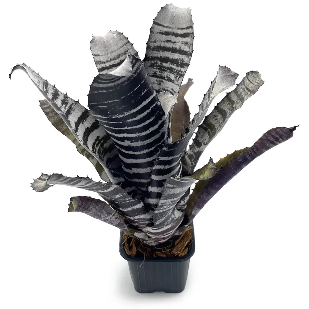 Aechmea Chantinii Black Select x Black Ebony - Image 2