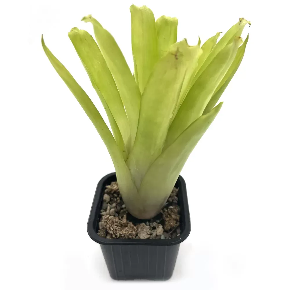 Aechmea Gamosepala - Image 2