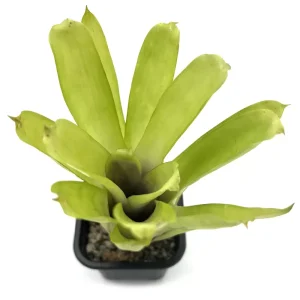 Aechmea Gamosepala