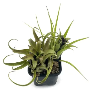 Aechmea Recurvata x Benrathii