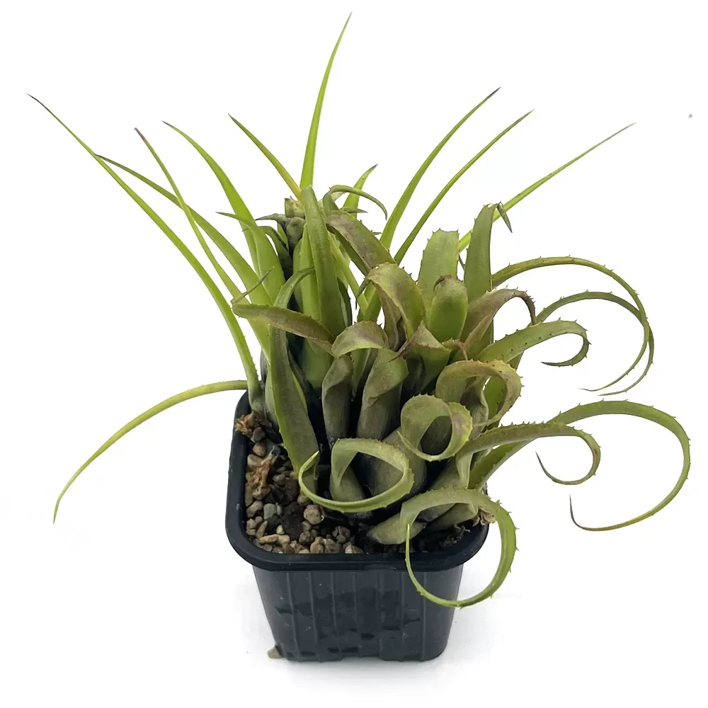 Aechmea Recurvata x Benrathii - Image 2