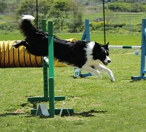 Agility training met je hond | Alles over deze leuke sport