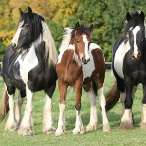 Allergieën bij paarden: symptomen herkennen en effectief aanpakken