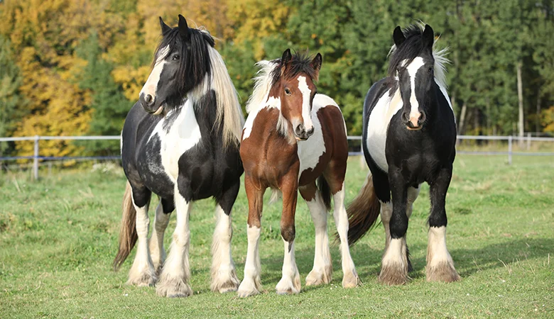 Allergieën bij paarden: symptomen herkennen en effectief aanpakken