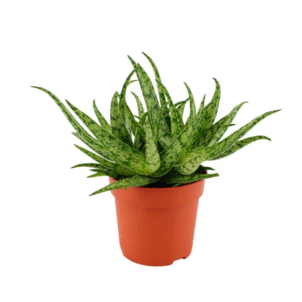 Aloe spider - Spinnenaloe - Kamerplant - 20 cm