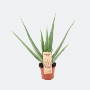 Aloe Vera