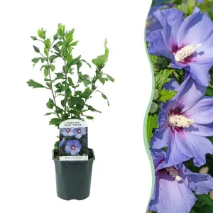 Althea Struik Blauw met donker hart