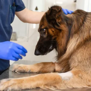 Alvleesklierproblemen bij de hond