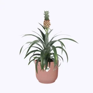 Ananas plant in ELHO Vibes Fold roze