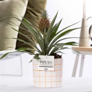Ananas plant in In P&PURE Tirza Ceramics