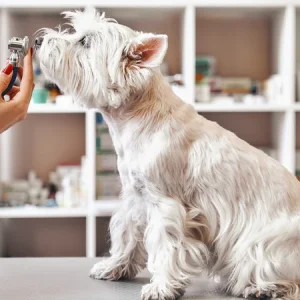 Anatomie van de hond