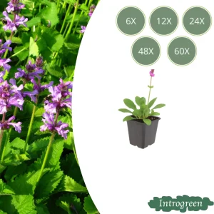 Andoorn ‘Hummelo’