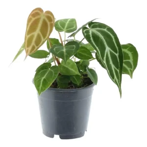 Anthurium Chrystallium voor in de kamer