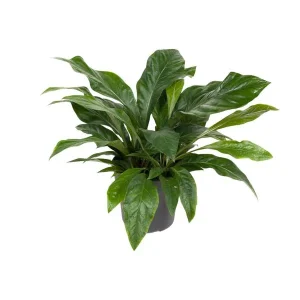 Anthurium Jungle Bush - Oerwoudstruik - Kamerplant met tropische uitstraling