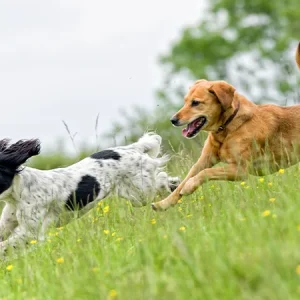 Anti-jeuk medicijnen voor honden met allergie