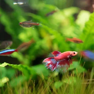 Aquariumplanten: hoeveel heb je nodig en welke kies je?