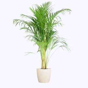 Areca Palm – Dypsis lutescens – 100 cm – Met pot of mand