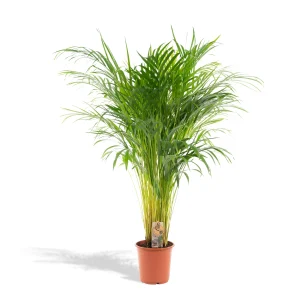 Areca palm – Dypsis Lutescens – 110 cm (Ø21 cm) – Met of zonder pot verkrijgbaar