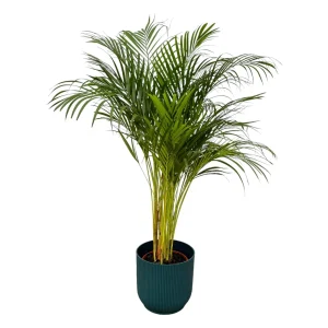 Areca palm – Dypsis Lutescens – 130 cm (Ø24 cm) – Verkrijgbaar met of zonder pot