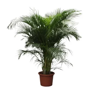 Areca Palm (Dypsis Lutescens) - Halfschaduw Kamerplant