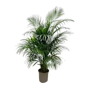 Areca palm - Goudpalm