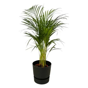 Areca palm - inclusief elho Greenville Round zwart D24xH23
