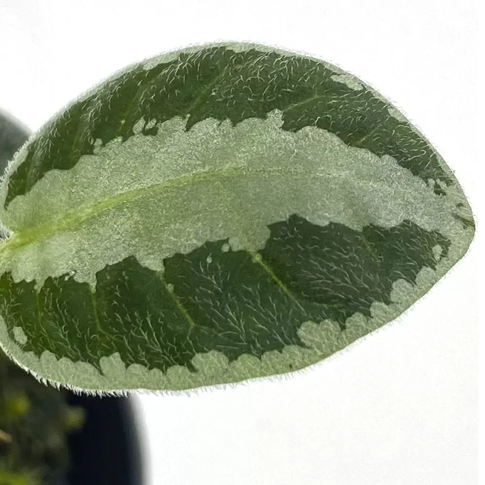 Argostemma sp Stripe - Image 2