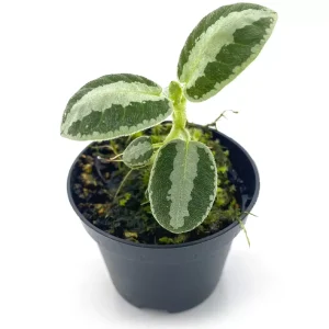 Argostemma sp Stripe