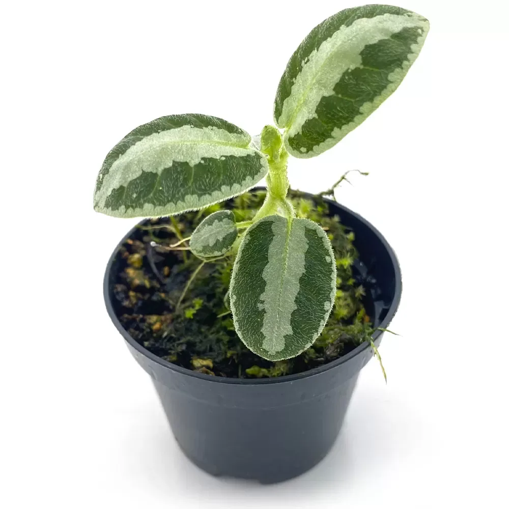 Argostemma sp Stripe