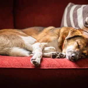 Artrose bij je hond herkennen en ondersteunen