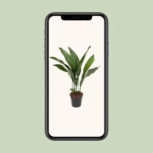 Aspidistra Elatior