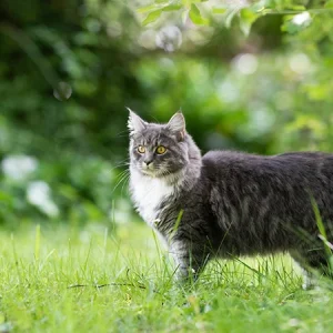 Astma bij katten