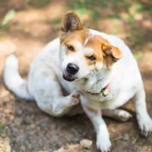 Atopie bij hond en kat