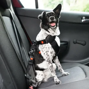 Autogordel voor de hond verplicht in Duitsland