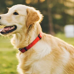 Baarmoederontsteking bij honden