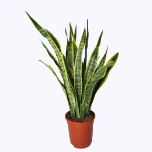 Bajonetplant (Sansevieria Laurentie) - ca. kamerplant