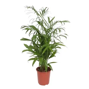 Bamboepalm, Kamerplant, Palm,Chamaedorea Seifrizii