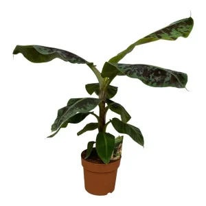 Bananenplant