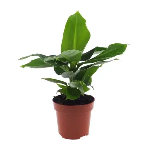 Bananenplant Oriental Dwarf