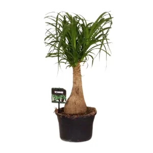 Beaucarnea Nolina - 60